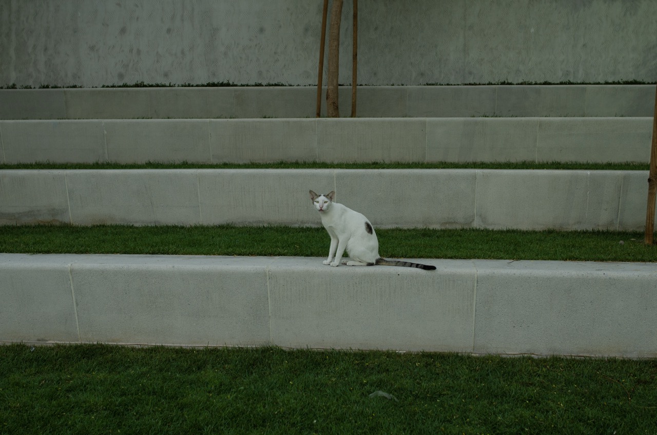 Превью Dubai 2022